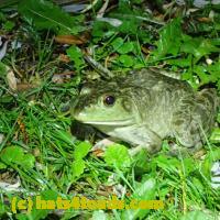 /home//u458753944/public_html/sourcegallery/////////////Frogs/More bullfrogs/P6020048.JPG